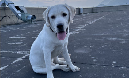 星空-买猫500、治病5000，年轻人抛弃宠物医院